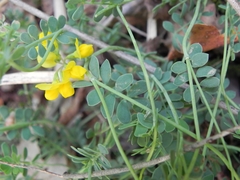 Hippocrepis comosa