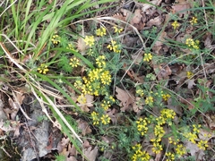 Hippocrepis comosa