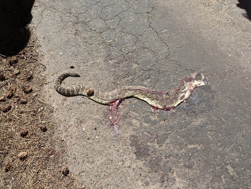 iNaturalist observation photo of Northern Pacific Rattlesnake