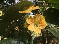 Cassiinae