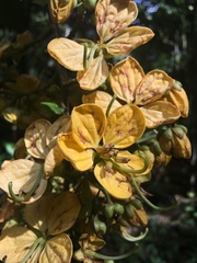 Cassiinae