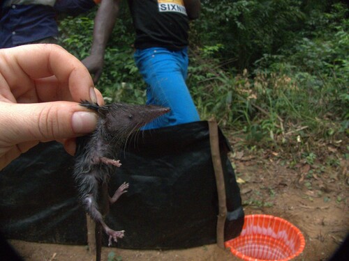 African Giant Shrew