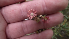 Delosperma testaceum