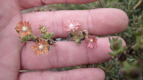 Image of Delosperma testaceum by (c) Shaun Swanepoel, some rights reserved (CC BY)