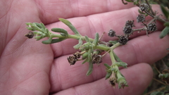 Delosperma testaceum