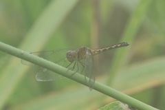 Erythrodiplax umbrata
