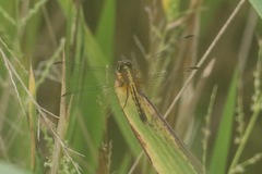 Erythrodiplax umbrata