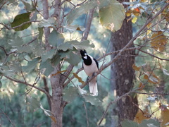 Cyanocorax dickeyi