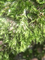 Hypnum resupinatum