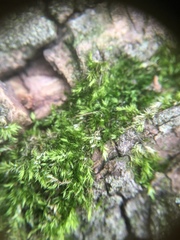 Hypnum resupinatum