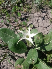 Jaborosa integrifolia