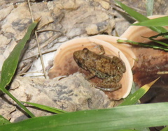 Bahamian Flat-Headed Frog photo 3