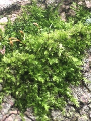 Hypnum resupinatum