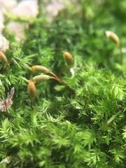 Hypnum resupinatum