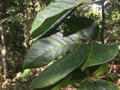 Cassiinae