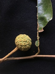 Annona papilionella