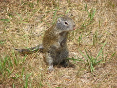 Poliocitellus franklinii