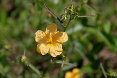 Sida elliottii