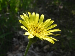 Tragopogon samaritani