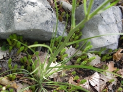 Tragopogon samaritani