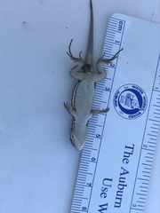 Leiocephalus onaneyi