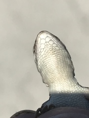 Leiocephalus onaneyi