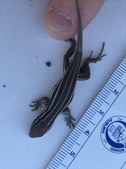 Leiocephalus onaneyi