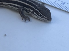 Leiocephalus onaneyi