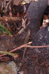 Sphenomorphus melanopogon