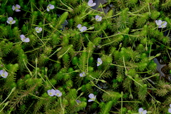 Mayaca fluviatilis