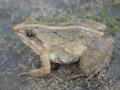 Phrynobatrachus acridoides