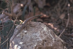 Sphenomorphus melanopogon