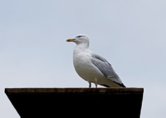 Larus argentatus