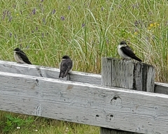 Tachycineta bicolor image