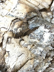 Cyrtopholis portoricae