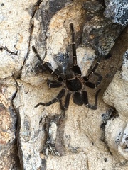 Cyrtopholis portoricae