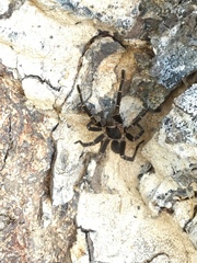 Cyrtopholis portoricae