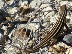 Leiocephalus onaneyi