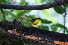 Anisognathus somptuosus