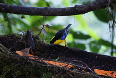 Anisognathus somptuosus