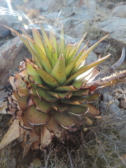 Aloe broomii