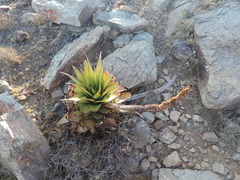 Aloe broomii