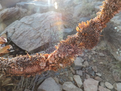 Aloe broomii