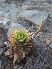 Aloe broomii