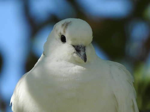African Collared-Dove, James Madison Park, South Salt Lake, UT, US, photo 7 of 10