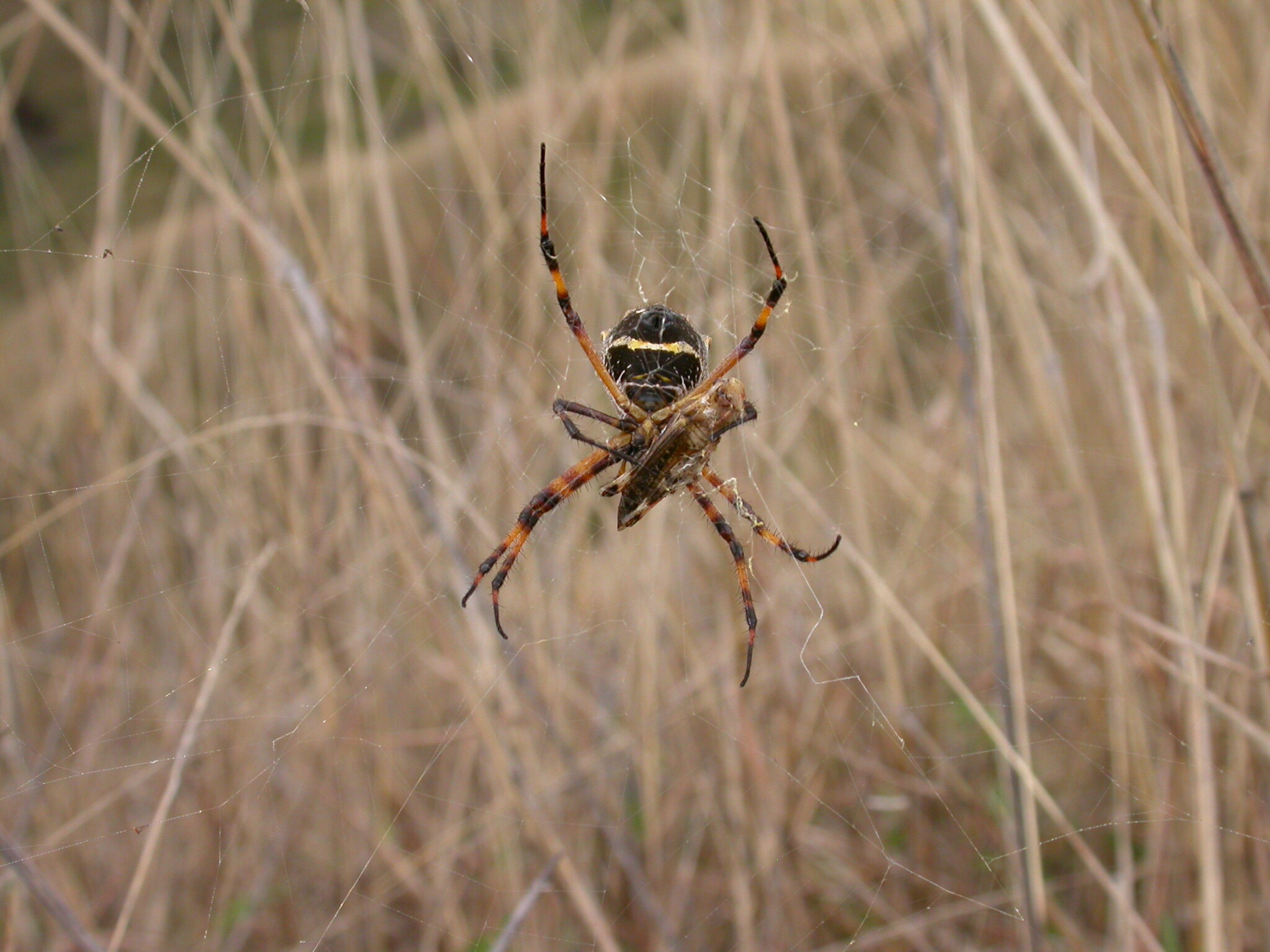 Argiope argentata image