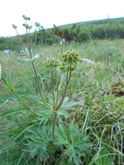 Anemonastrum biarmiense
