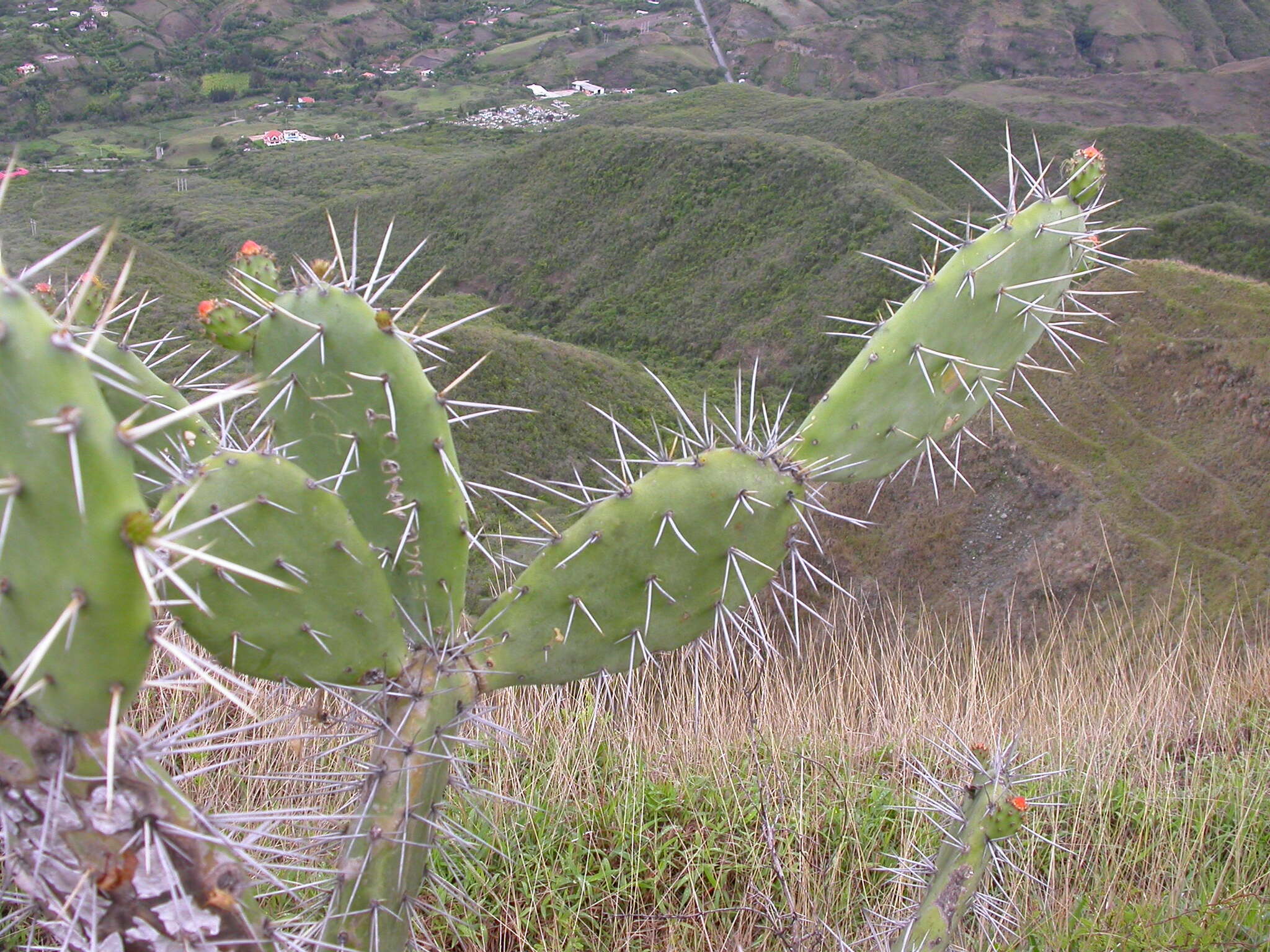 Opuntia image