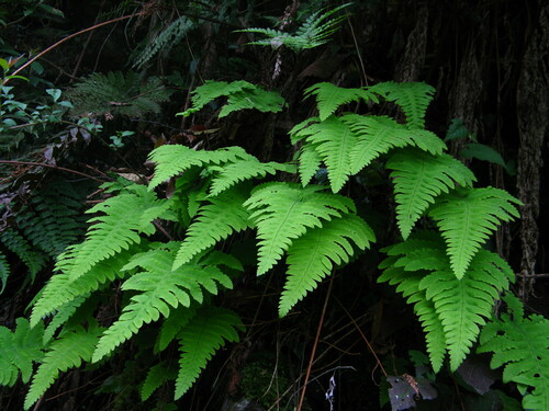 Gymnocarpium oyamense iNat (2)