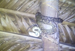 Corallus ruschenbergerii